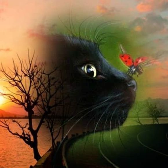 lovekitten1972